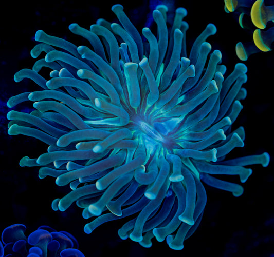 Kryponite Hammer WYSIWYG 0103