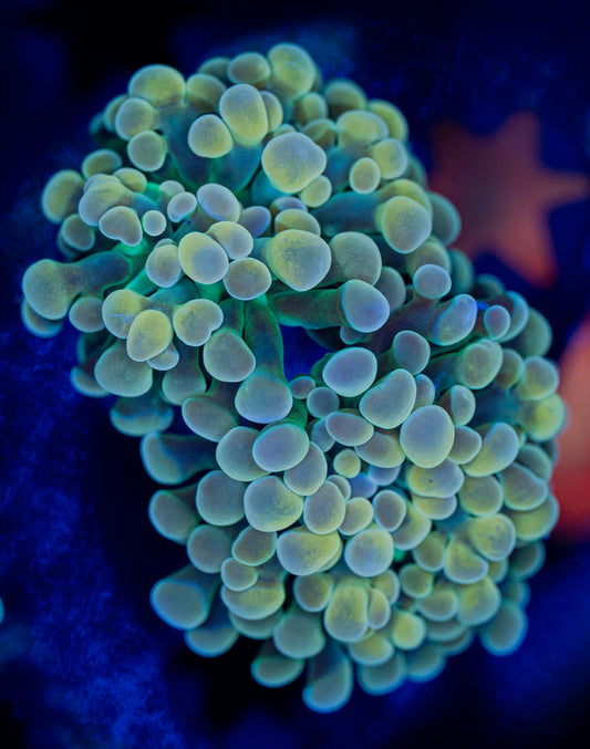 Queen Rainbow Hammer WYSIWYG 01