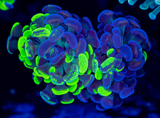 Splatter Gold Flake Hammer WYSIWYG 0103