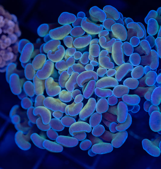 Gold Mist Hammer WYSIWYG 01