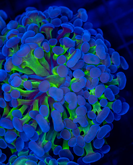 Gold Bi-Color Big Head WYSIWYG 0101