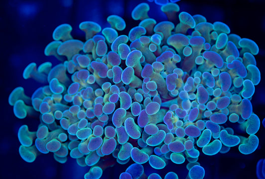 Rainbow Hammer 0102 WYSIWYG