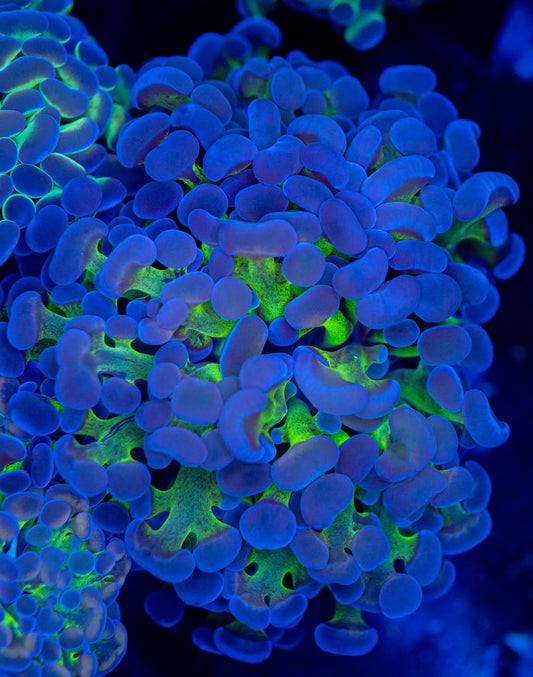 Gold Bi-Color Big Head WYSIWYG 0202