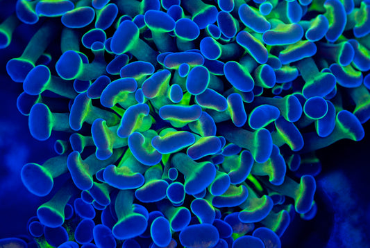 Blue Hologram Hammer WYSIWYG 0202