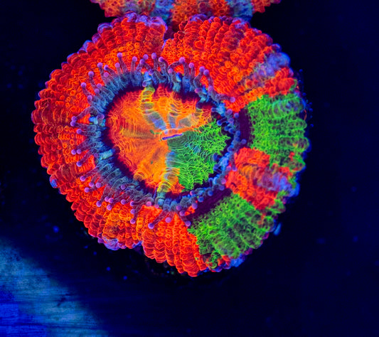 RAS Kaleidoscope Grafted Acan - WYSIWYG 1