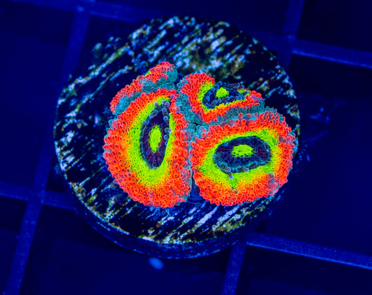 Holy Grail Micromussa - WYSIWYG 1