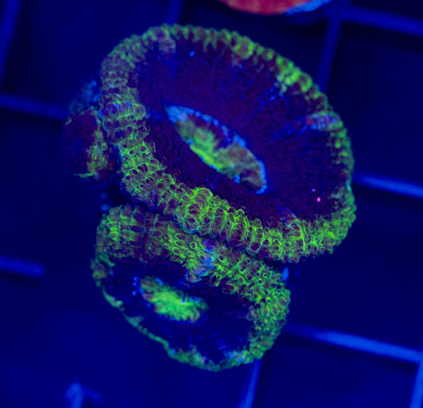 Blue/Green Acan - WYSIWYG