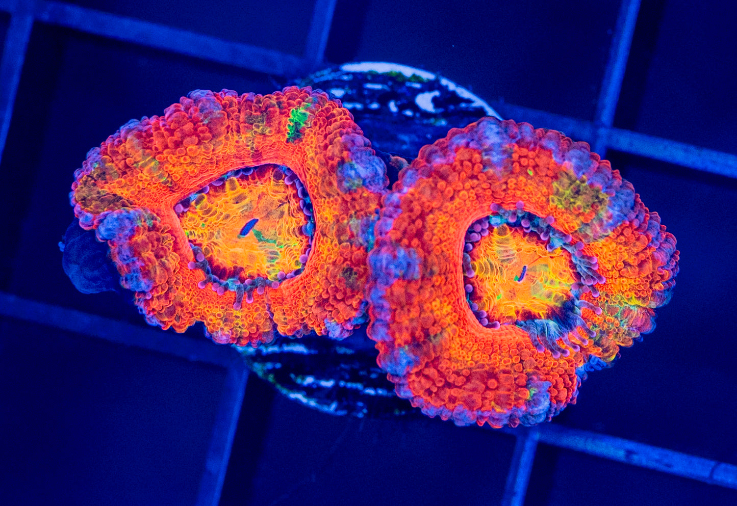 RAS Kaleidoscope Grafted Acan - WYSIWYG