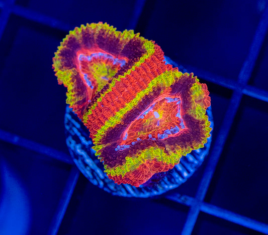 RAS Blackhole Sun Acan - WYSIWYG