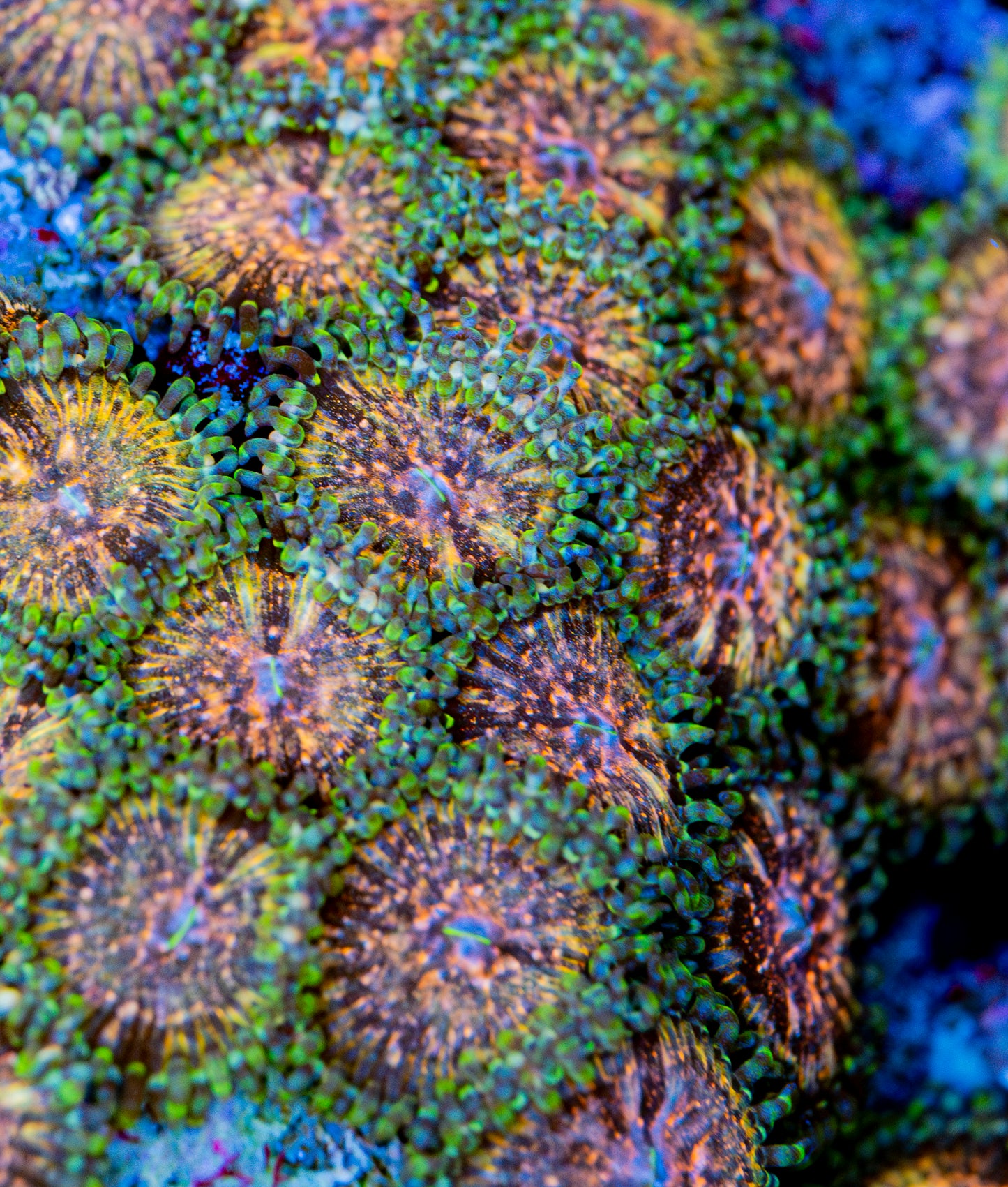 RAS Dark Matter Zoa New Release