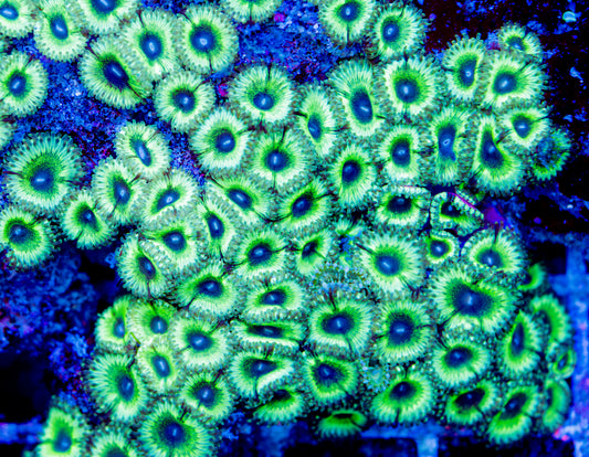 RAS Dead Man Walking Zoa New Release