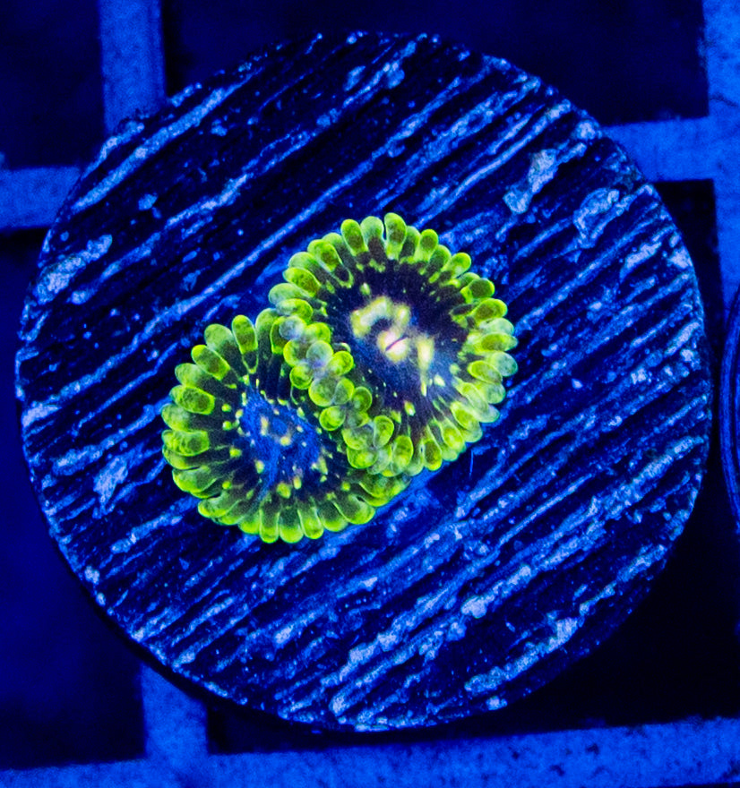 E05 B EXOSPHERE ZOA
