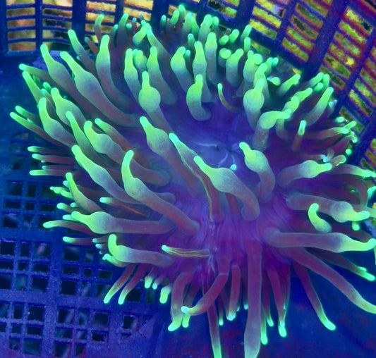 RAS Luke Skywalker Bubbletip Anemone WYSIWYG