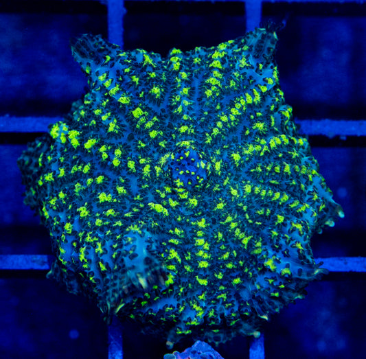 E09 B URANIUM BOUNCE