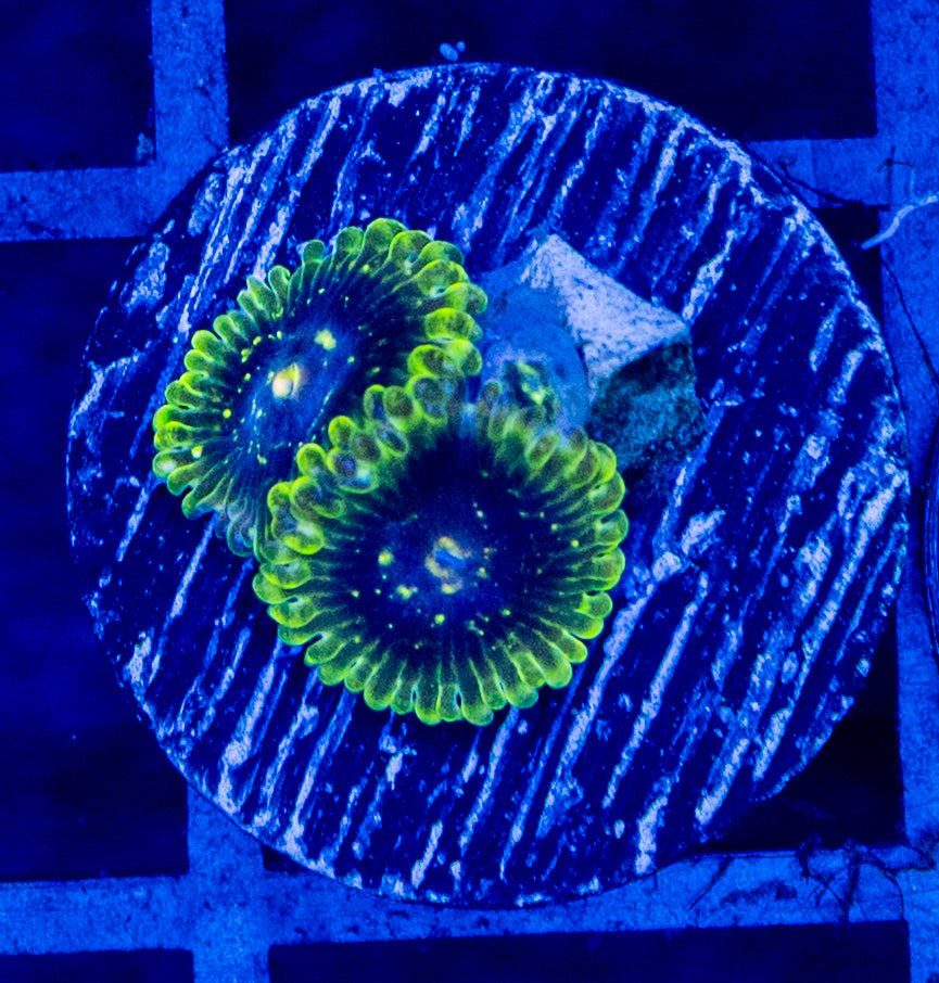 E10 B EXOSPHERE ZOA