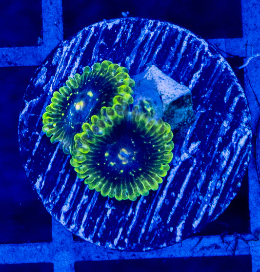 E10 B EXOSPHERE ZOA