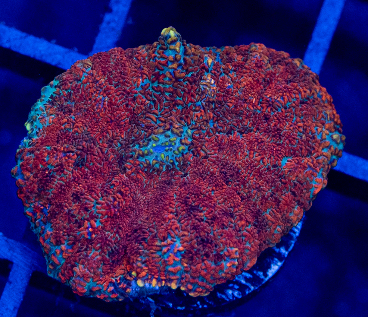 E14 B MUSHROOM
