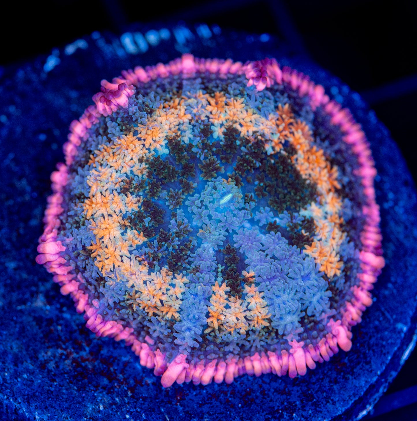 Frankenstein’s Bride mushroom