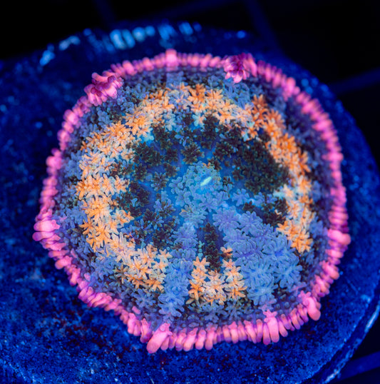 Frankenstein’s Bride mushroom