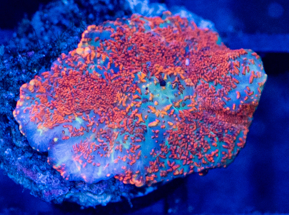 E15 B MUSHROOM