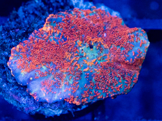 E15 B MUSHROOM