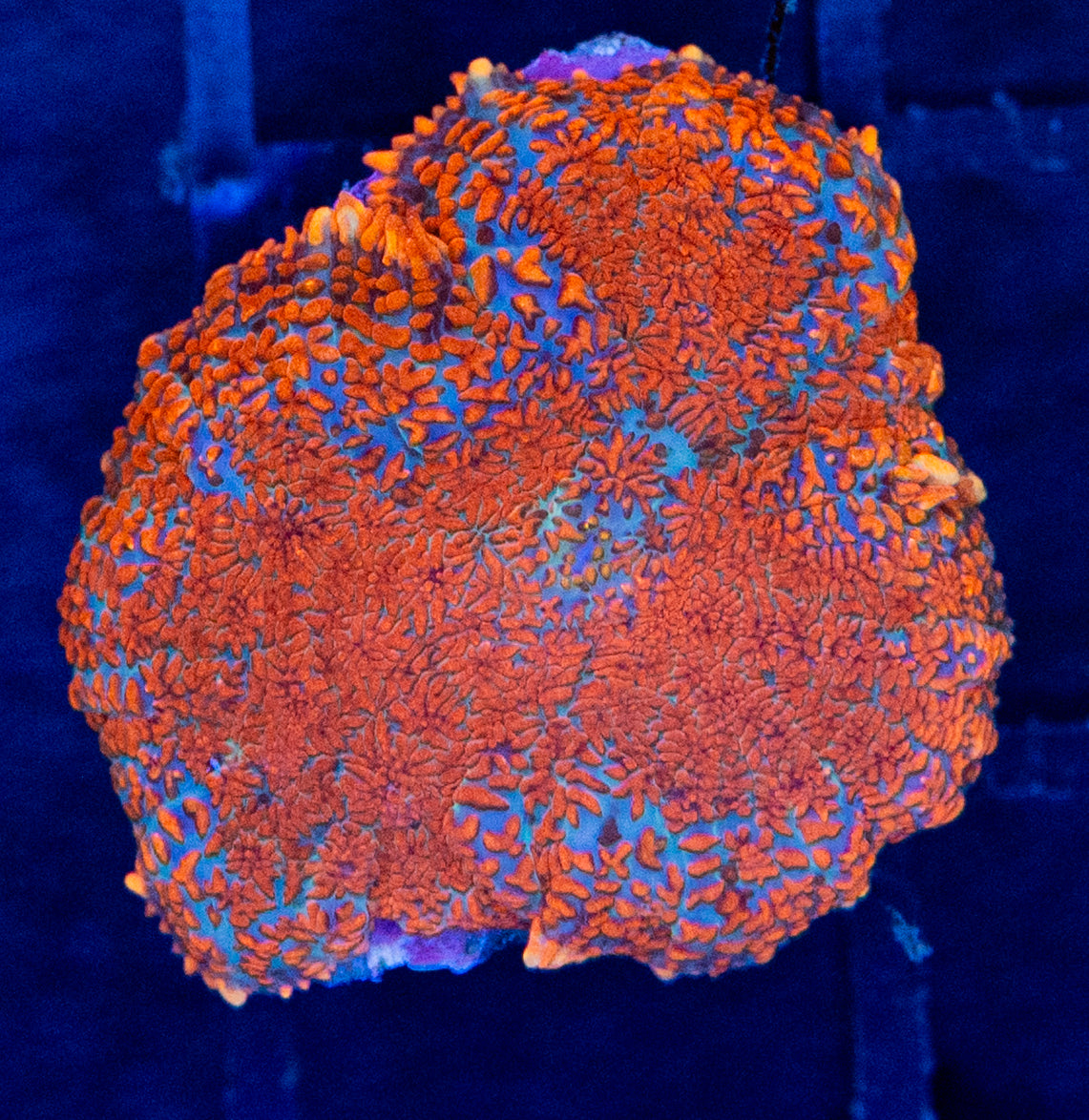 E16 RHODACTIS FLAME MUSHROOM - WYSIWYG