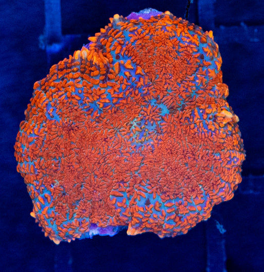 E16 RHODACTIS FLAME MUSHROOM - WYSIWYG