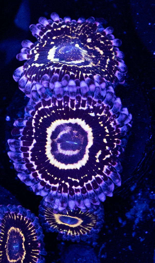 Stratosphere zoa