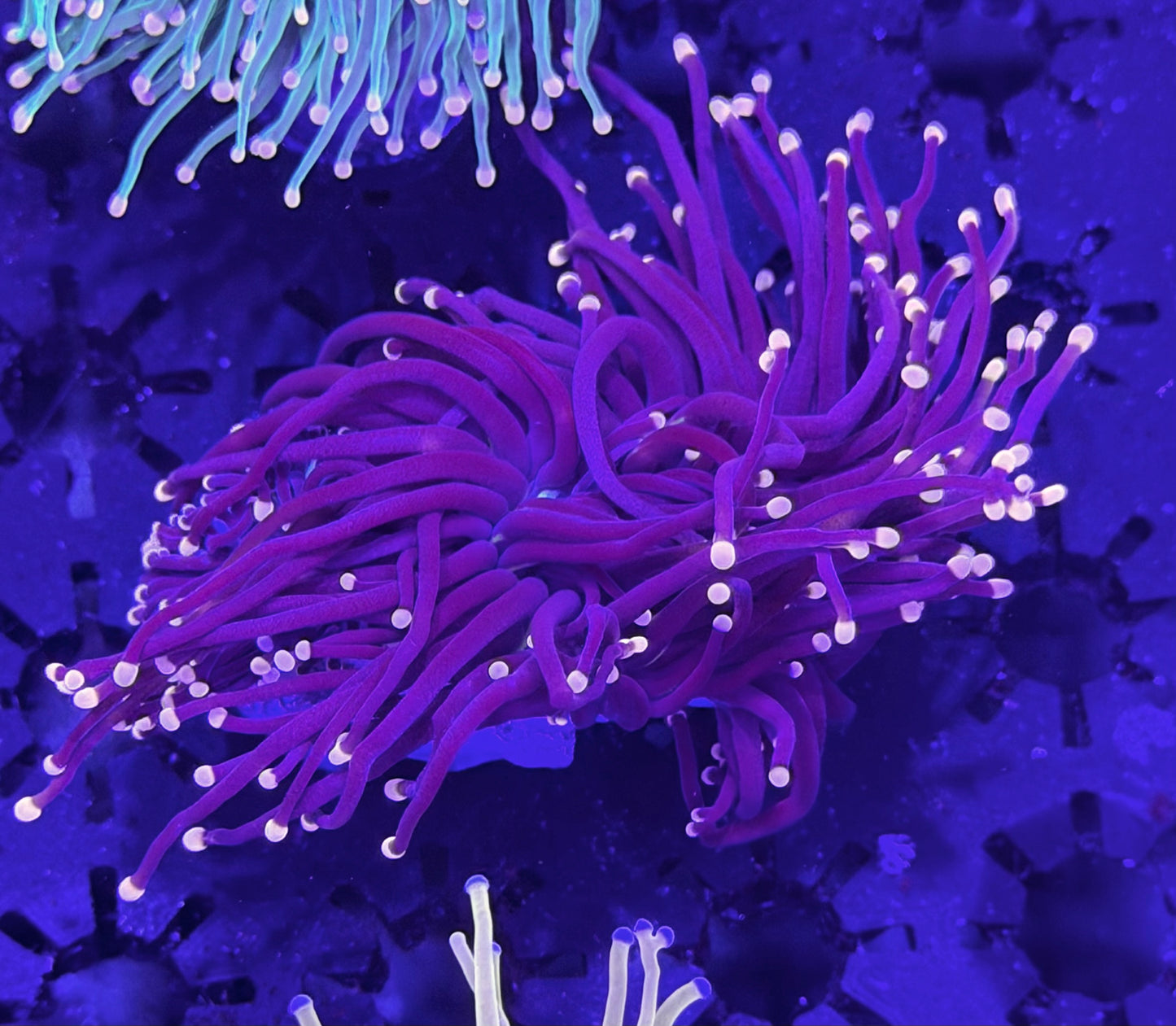 Purple Pink tips torch R12- WYSIWYG