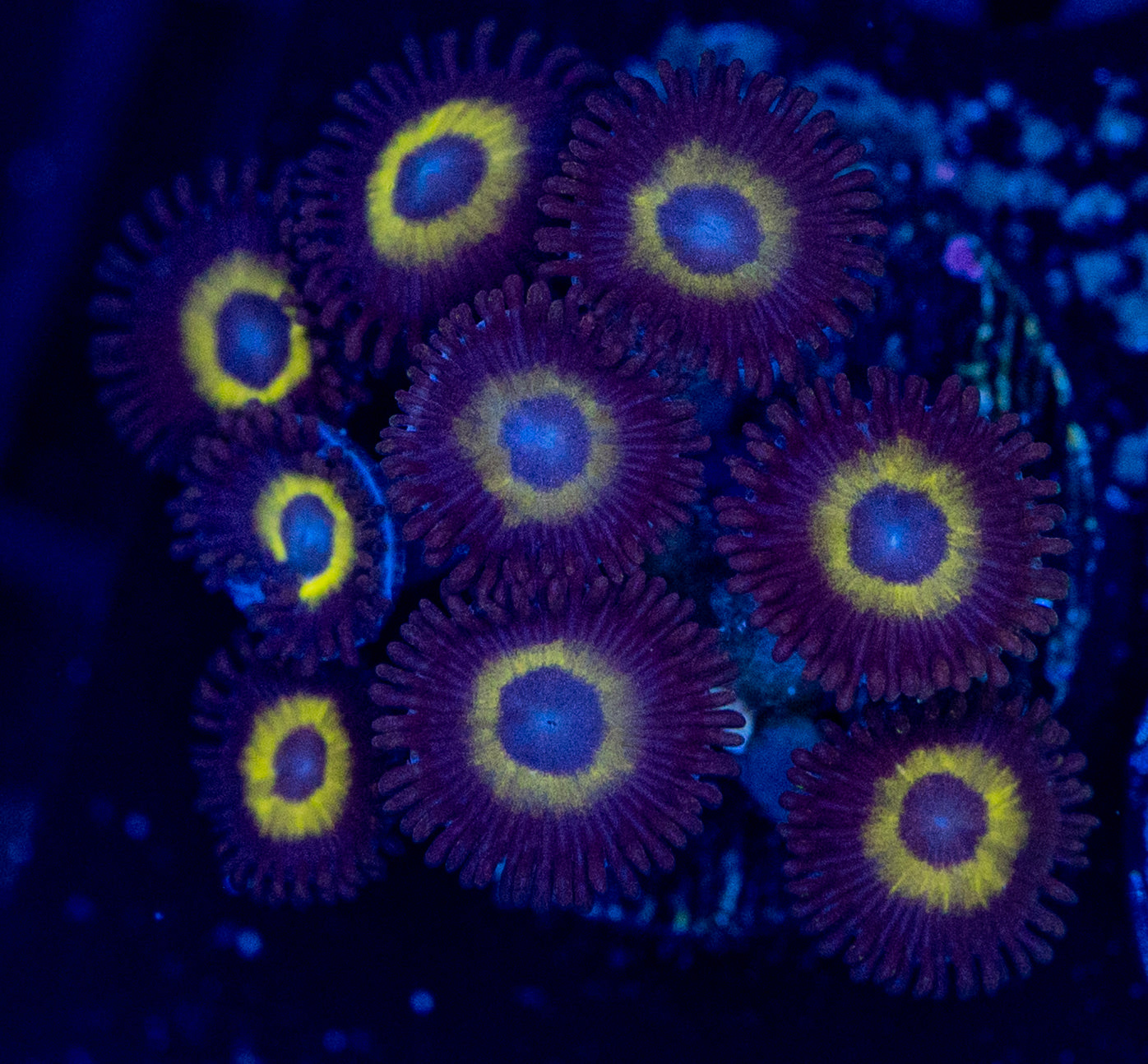 E33 ZOAS
