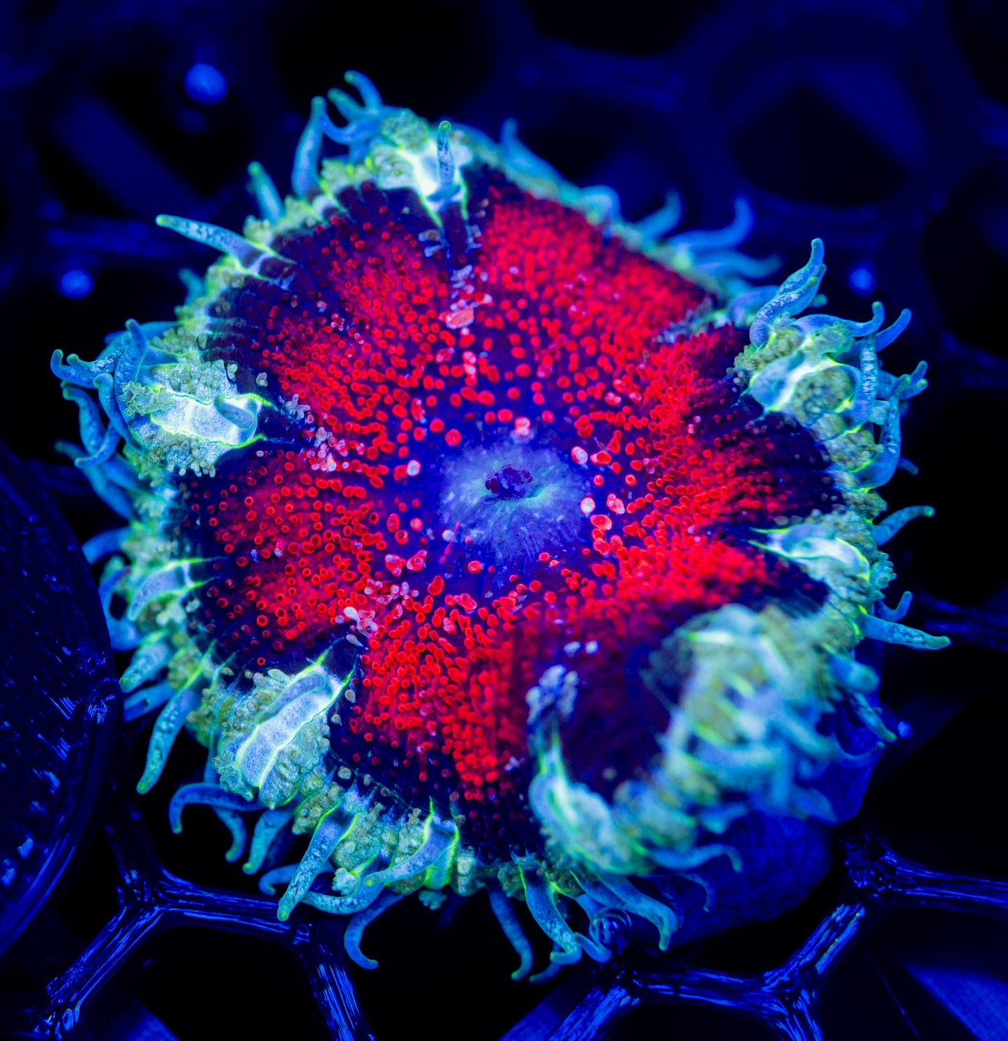 E35 ROCK FLOWER
