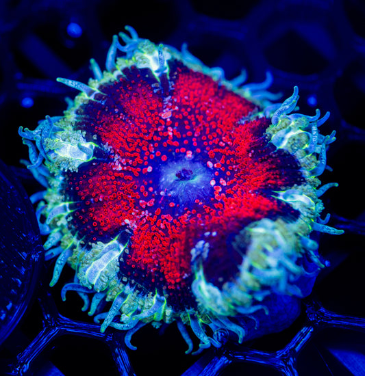 E35 ROCK FLOWER