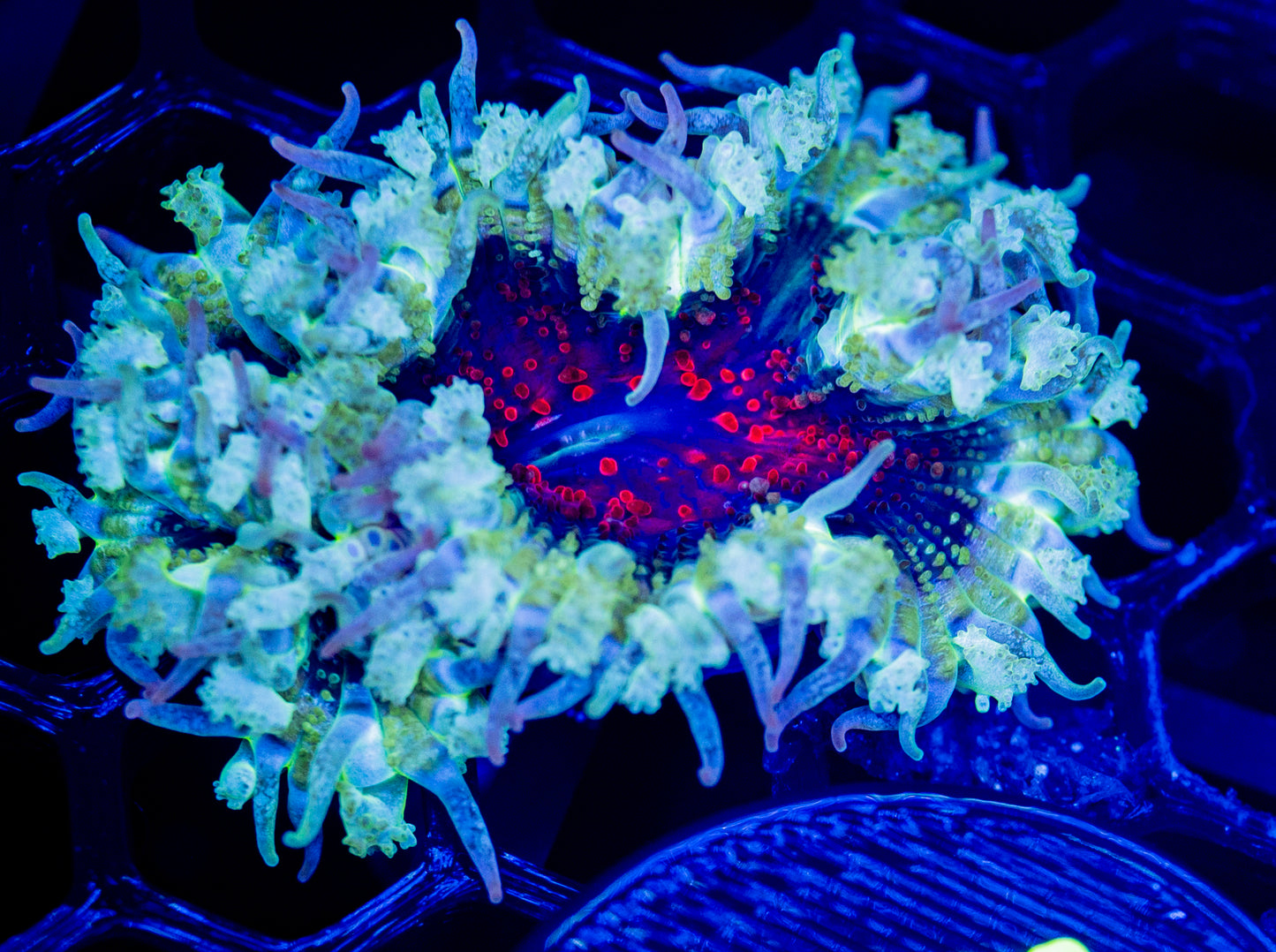 E37 ROCK FLOWER/ SPECIAL