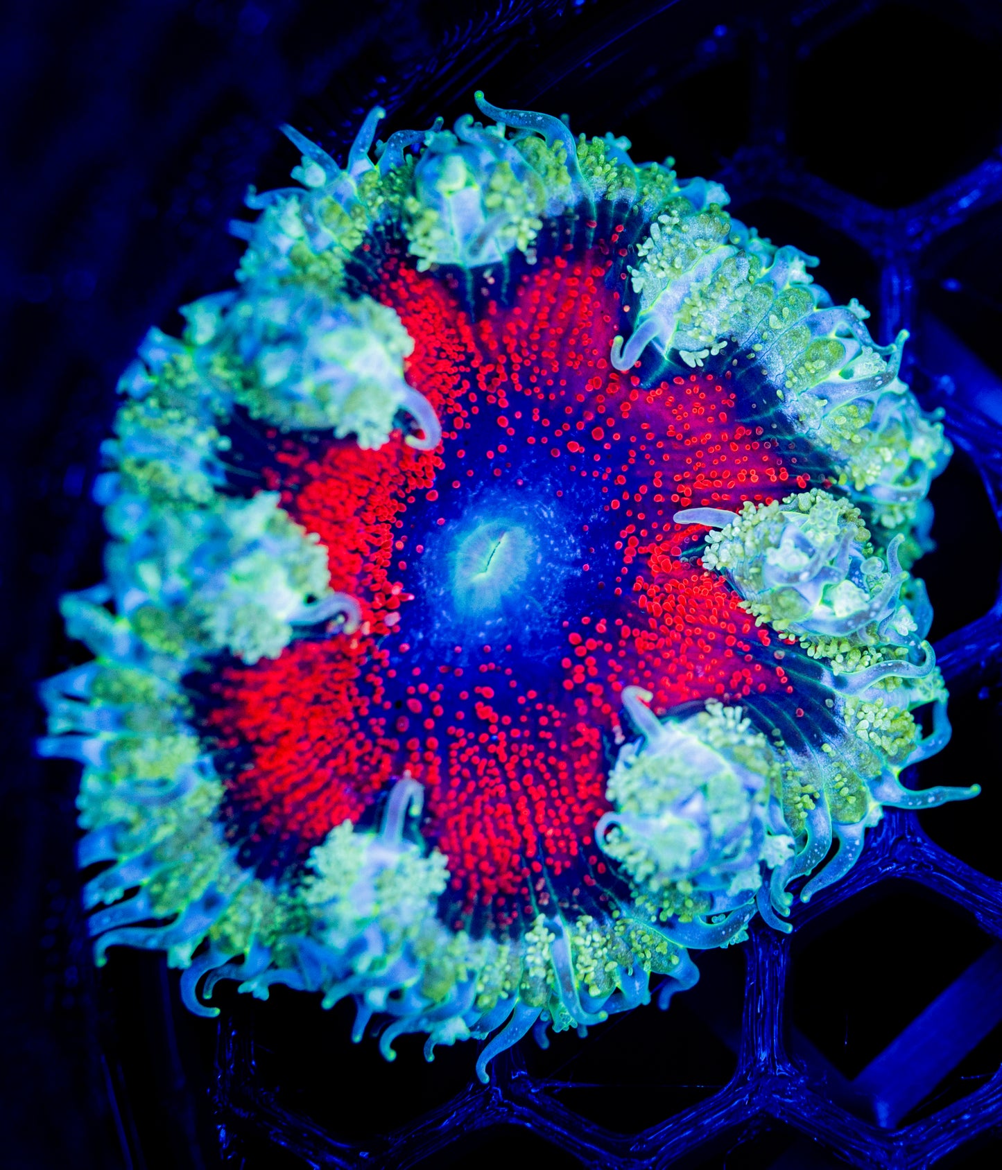 E38 ROCK FLOWER