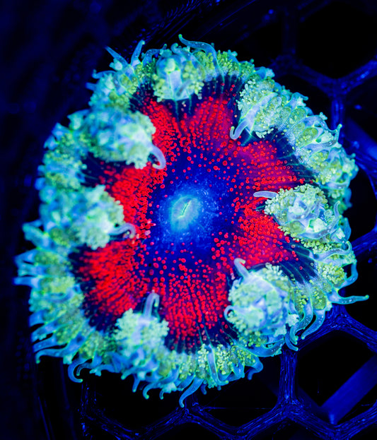 E38 ROCK FLOWER