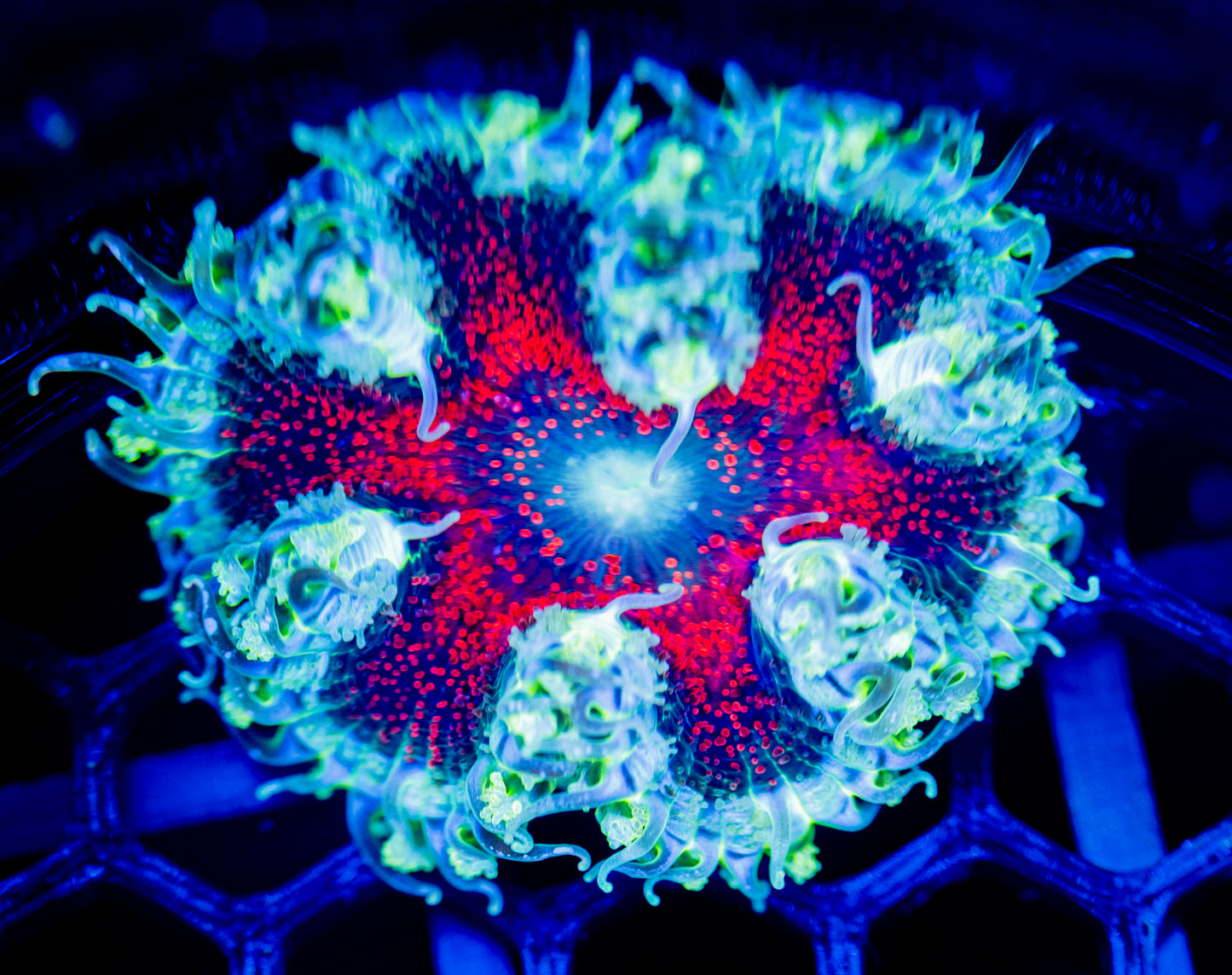 E42 ROCK FLOWER
