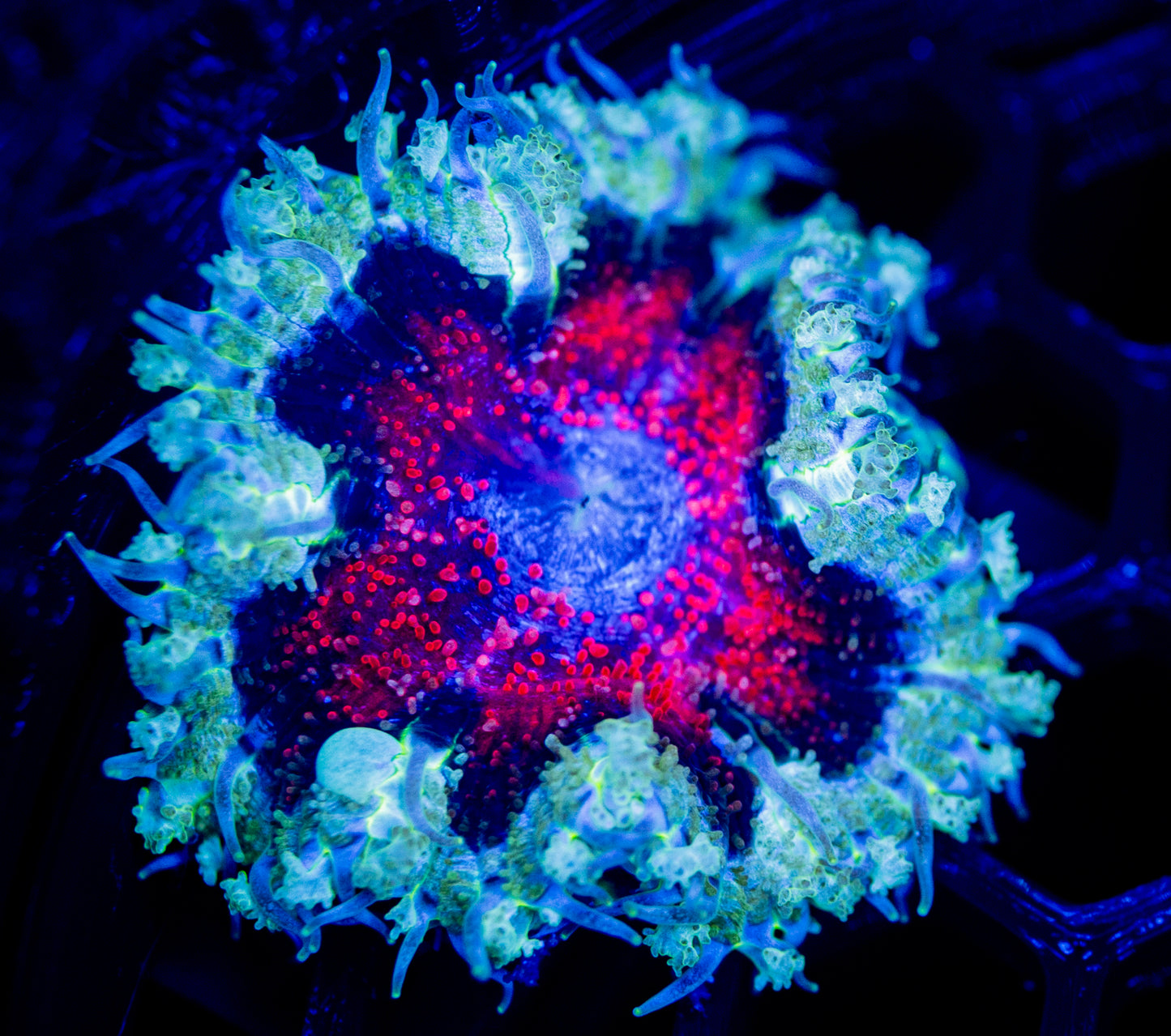 E48 ROCK FLOWER WYSIWYG