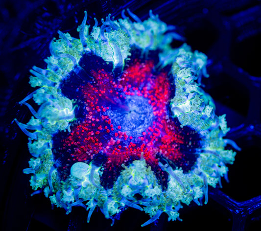 E48 ROCK FLOWER WYSIWYG