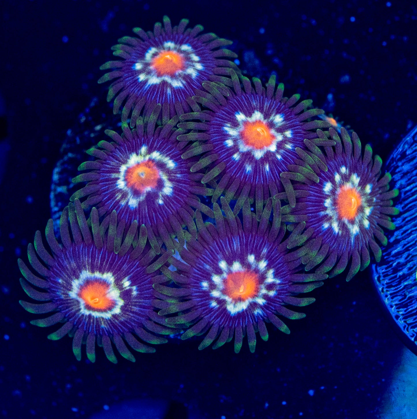 E49 Daisy Cutter ZOA