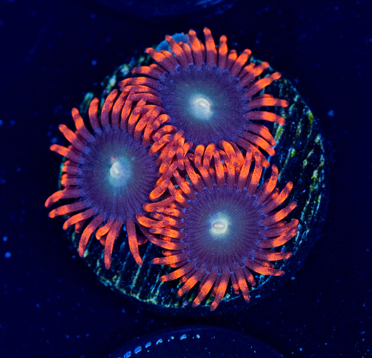 E50 ZOA
