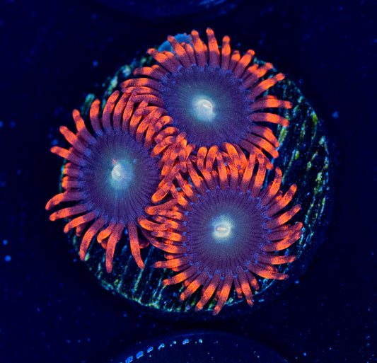 E50 ZOA
