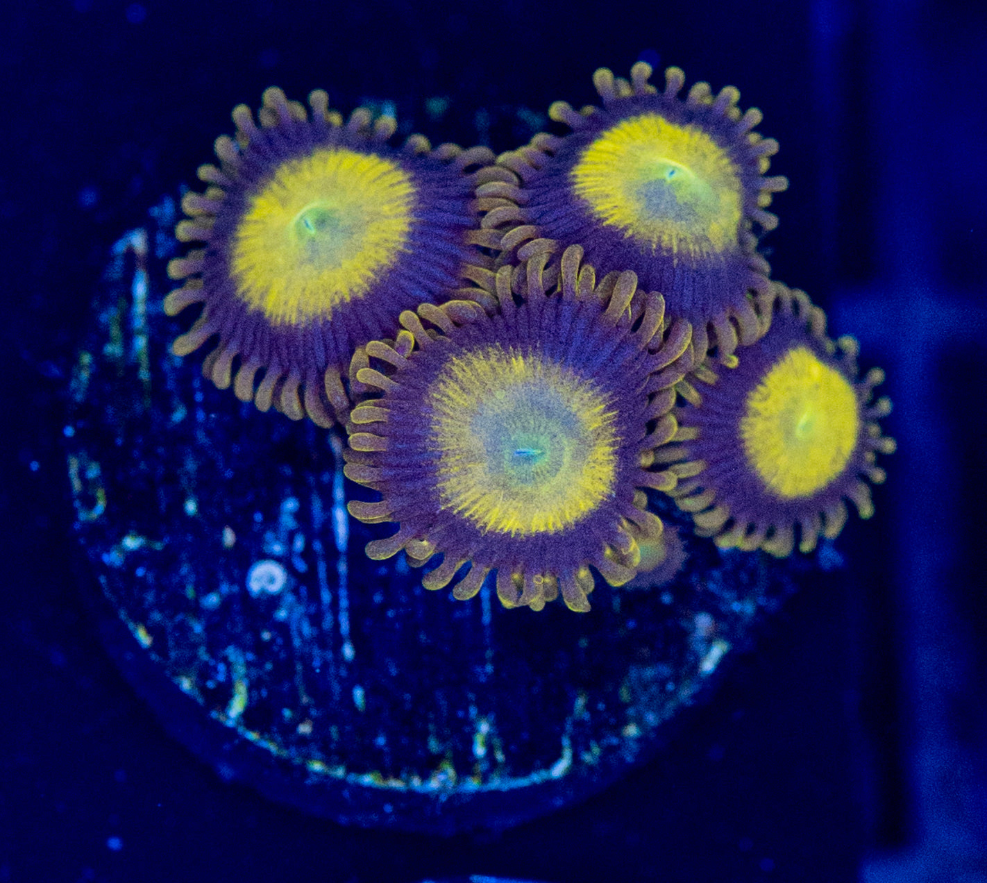 E51 ZOA