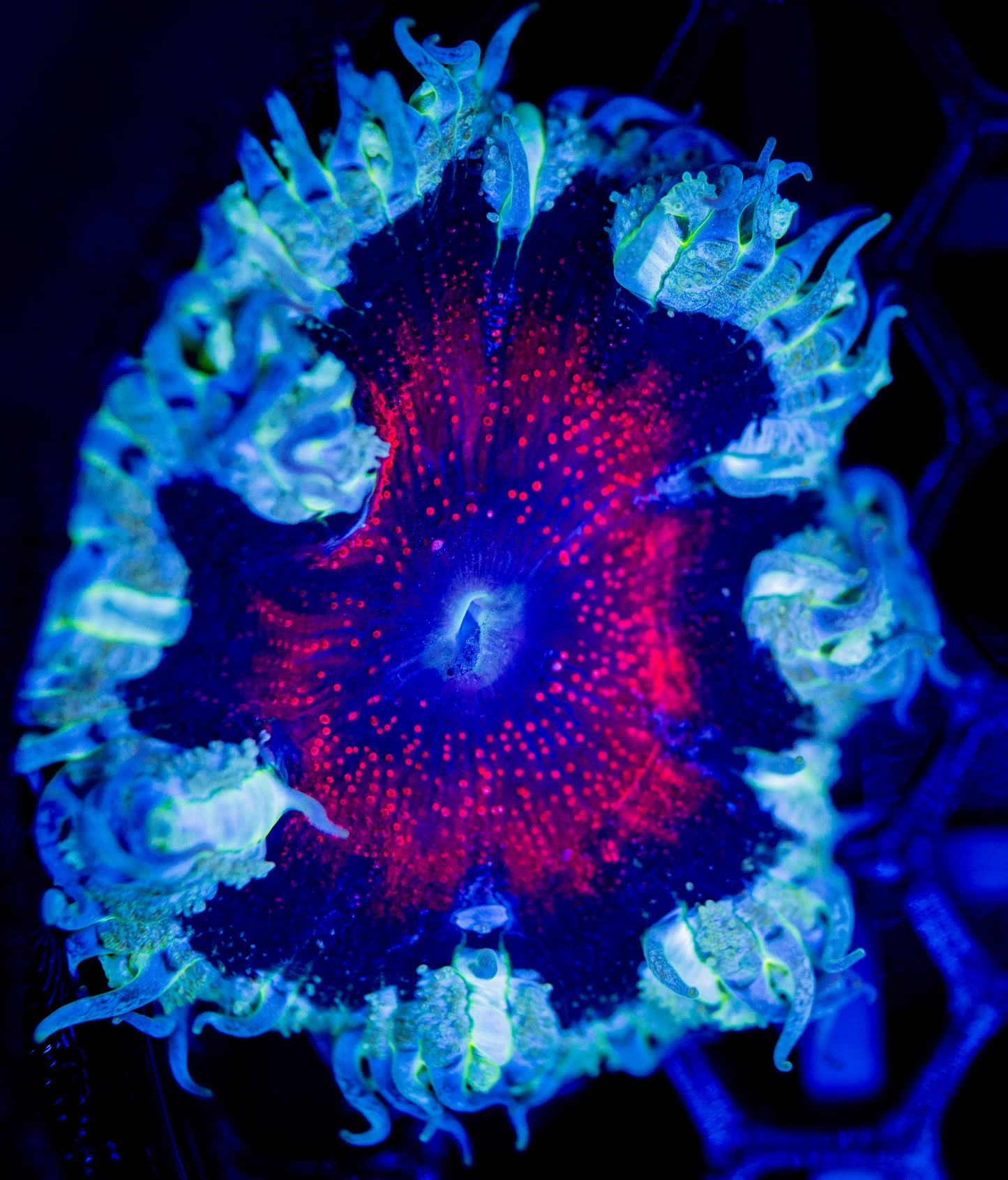 E52 ROCK FLOWER