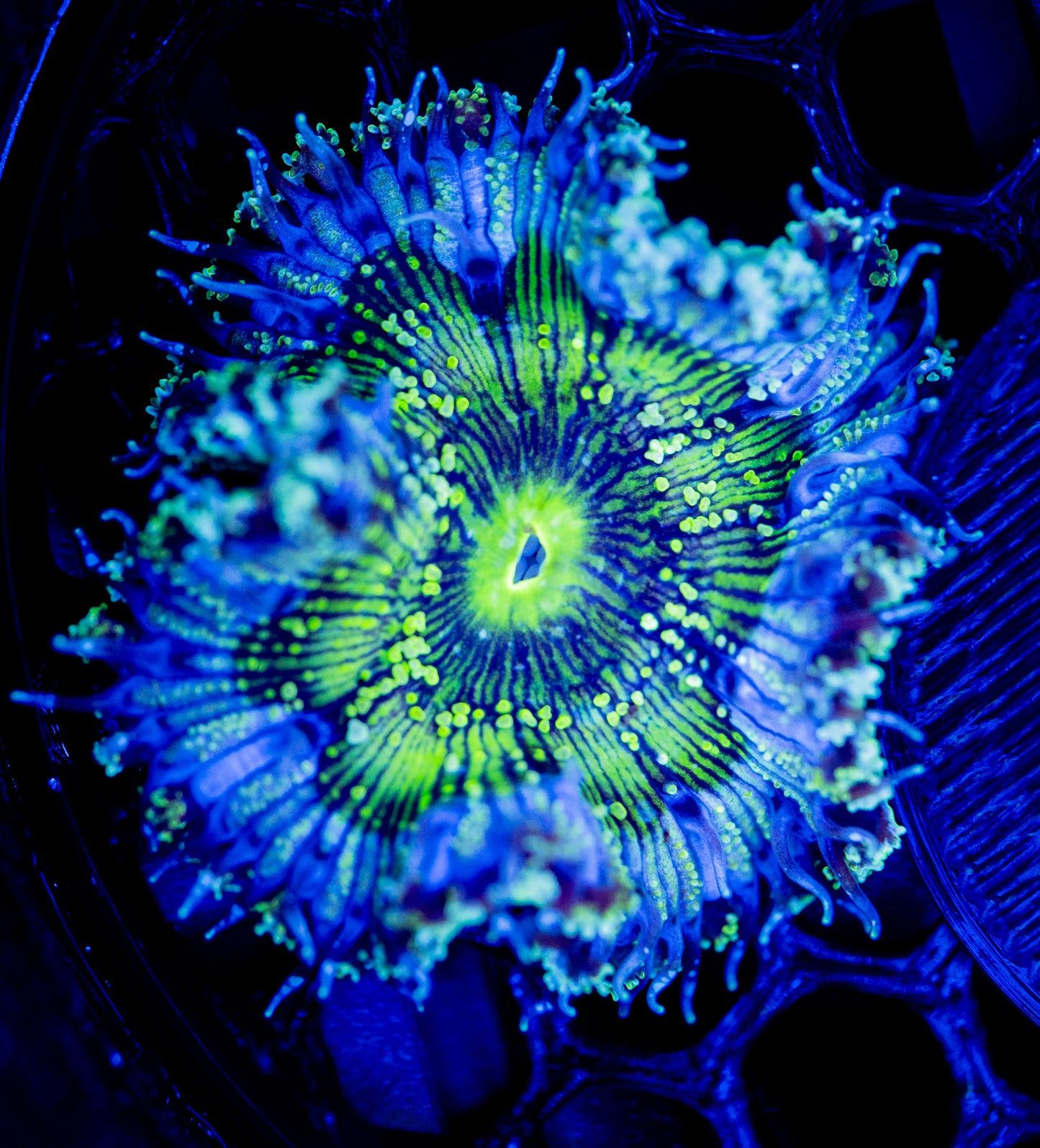 E54 ROCK FLOWER