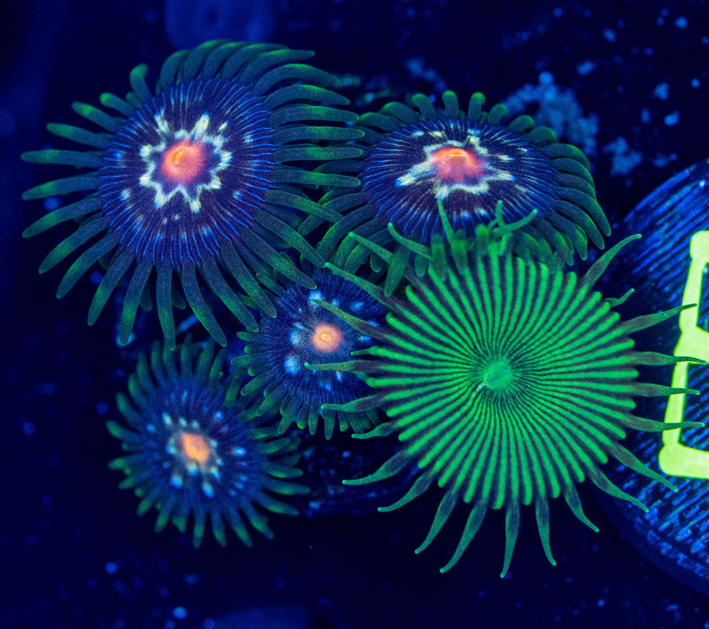 E58 ZOA COMBO