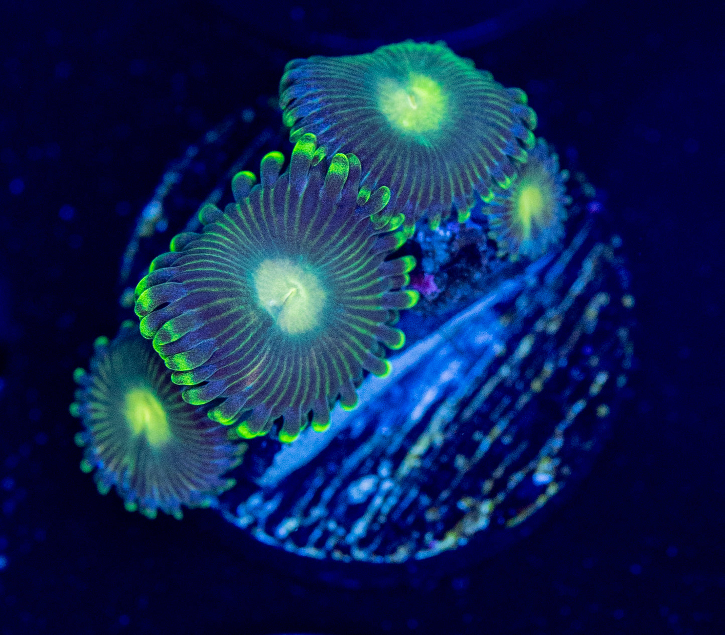 E60 ZOA