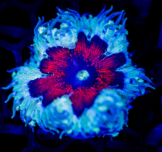 E69 ROCK FLOWER