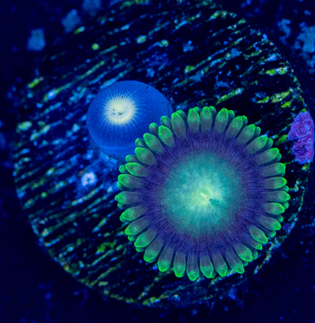 E70 ZOA