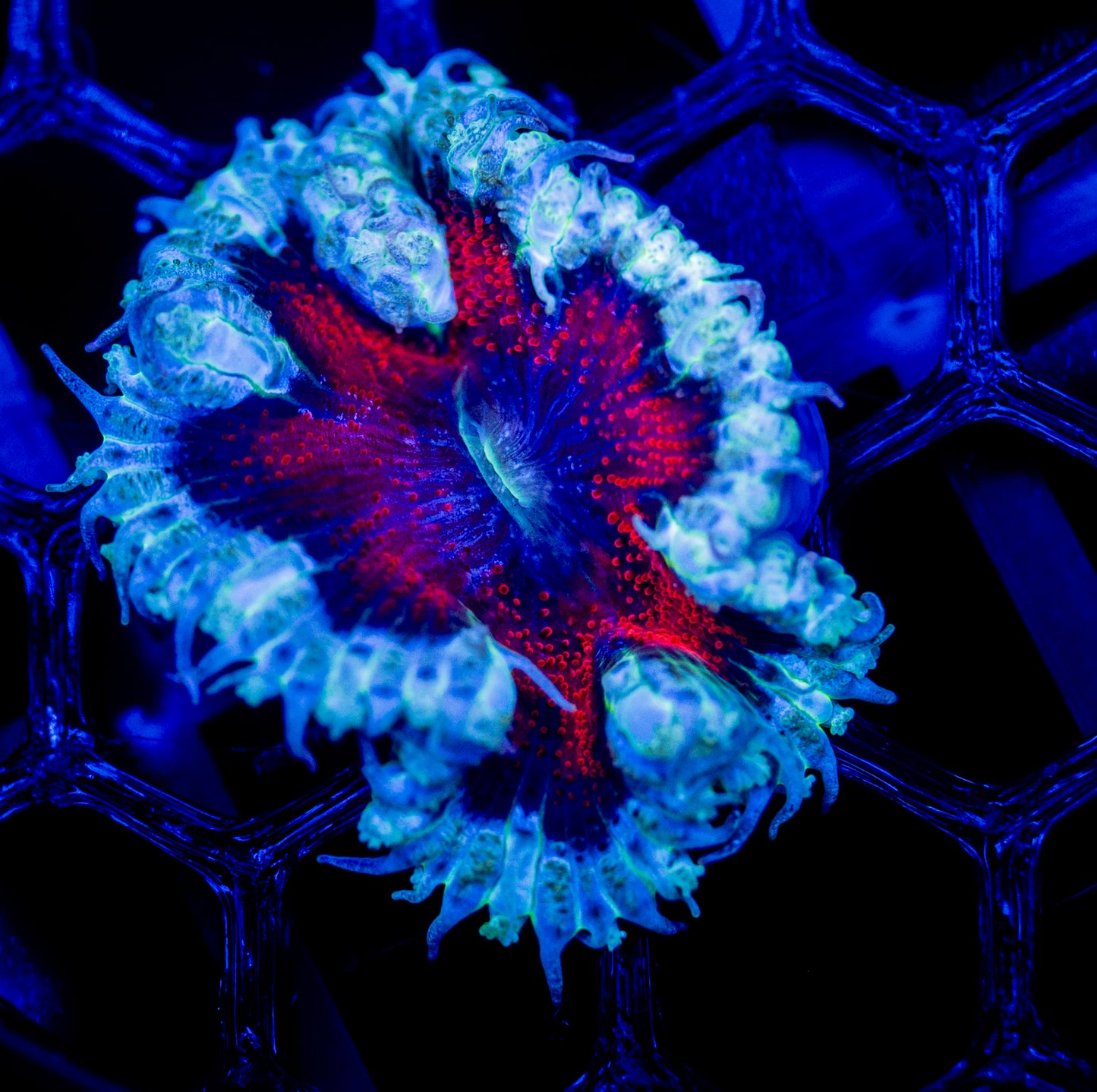 E71 ROCK FLOWER