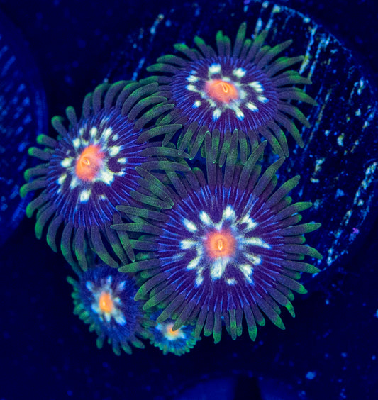 E77 ZOA
